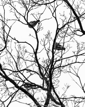 Monochrome moody shot of three birds on a bare tree in winter - depression conceptの写真素材