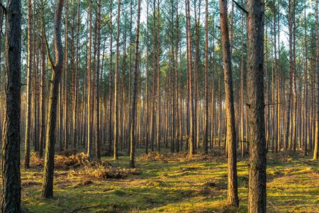 Golden evening sunlight in a  pine forest near Gryfion in Poland