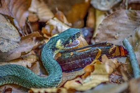 Detailed close up of a grass snake (natrix natrix) in a forest feeding on a living newtの写真素材