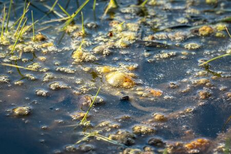 Golden bubbles of sludge gas on the watersurface of a swamp