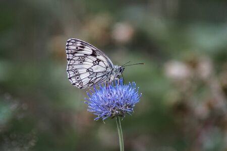 Macro photo of a marbled white butterfly (Melanargia galathea) on a blue flower