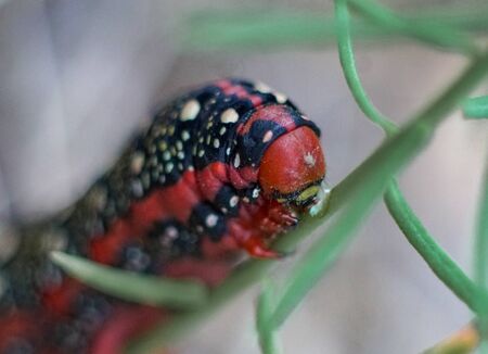 Macro shot of a red caterpillar of a spurge hawk-moth (Hyles euphorbiae)の写真素材