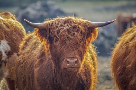 Portrait of a cute brown scottish highland cattle cow in bright sunshineの写真素材