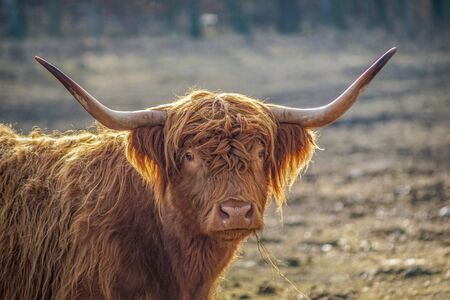 Portrait of a cute brown scottish highland cattle cow in bright sunshineの写真素材