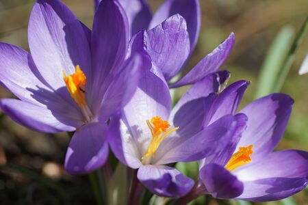 Colorful springtime - purple crocus flowers and  a snowdrop in bright sunshineの写真素材