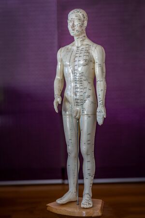 Male acupuncture doll for traditional chinese medicineの写真素材
