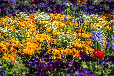 Very colorful spring flower bed with daffodils, pansies, buttercups and hyacinthsの写真素材