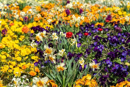 Very colorful spring flower bed with daffodils, pansies, buttercups and hyacinthsの写真素材
