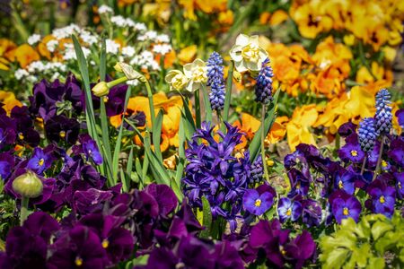 Very colorful spring flower bed with daffodils, pansies, buttercups and hyacinthsの写真素材