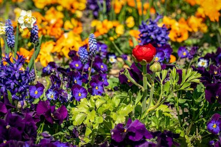 Very colorful spring flower bed with daffodils, pansies, buttercups and hyacinthsの写真素材