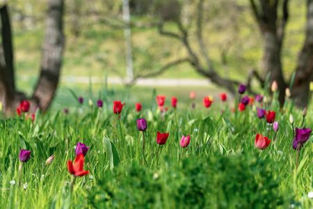 A rare tulip meadow with red and purple tulips in spring sunshineの写真素材