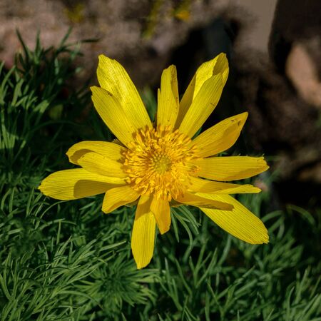 Close up of a yellow Adonis vernalis flowerの写真素材