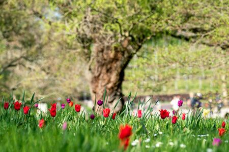 A rare tulip meadow with red and purple tulips in spring sunshineの写真素材