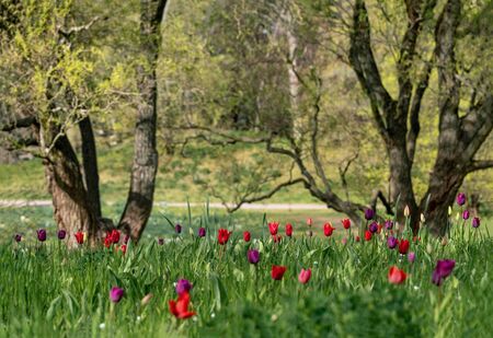 A rare tulip meadow with red and purple tulips in spring sunshineの写真素材
