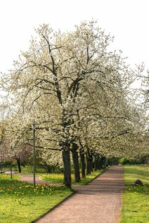 Spring landscape with  blooming trees and colourful tulips in bright sunshineの写真素材