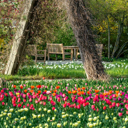 Britzer Garten, Berlin, Germany - april 16, 2020: part of  the due to Corona barricaded Tulipan 2020 tulip showのeditorial素材
