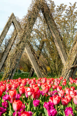 Britzer Garten, Berlin, Germany - april 16, 2020: part of  the due to Corona barricaded Tulipan 2020 tulip showのeditorial素材