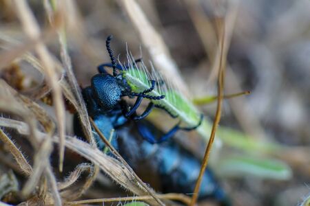 Macro pic of a black oil beetle (Meloe proscarabaeus)  chewing on a blade of grassの写真素材