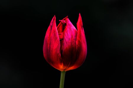 Close up picture of a red tulip isolated with a black backgroundの写真素材