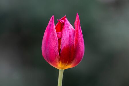 Close up picture of a red tulip isolated with a gray bokeh backgroundの写真素材