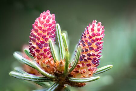 Colourful red detailed macro picture of a flowering common spruce (Picea abies)の写真素材