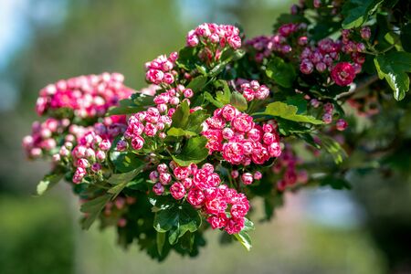 A branch full of beautiful red hawthorn (Crataegus laevigata Pauls scarlet) flowers with a green bokeh backgroundの写真素材