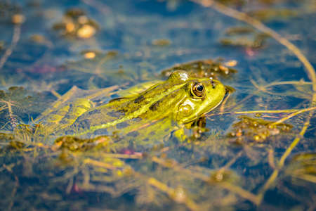Rana esculenta- common water frog sunbathing in a pondの写真素材