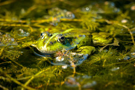 Rana esculenta- common water frog sunbathing in a pondの写真素材