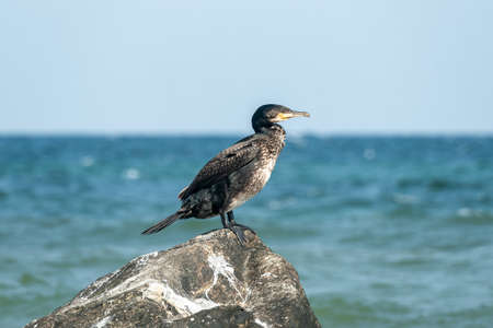 Close up of a cormorant bird at the seaside of the german baltic sea island Ruegenの写真素材