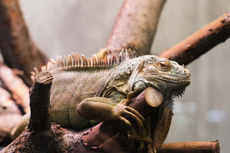 marine iguana in the cageのeditorial素材