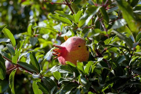 ripe pomegranate on a treeのeditorial素材