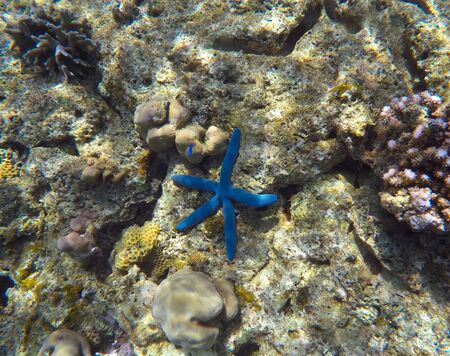 Blue starfish in grey corals, Bali, Indonesiaの写真素材