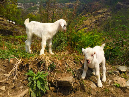 White baby goats in a village, Nepalの写真素材