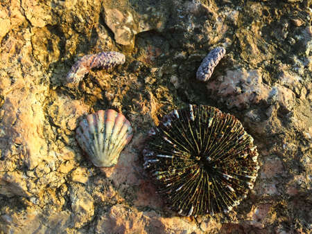 The shells on the orange stone, Bali beach, Indonesia