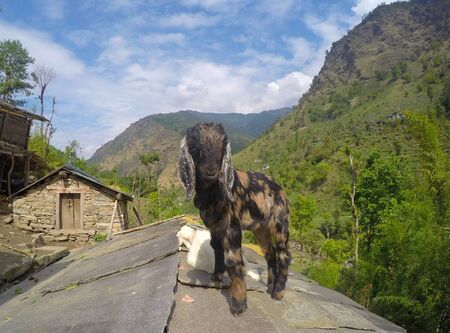 A baby goat on a roof top, Nepalese villageの写真素材