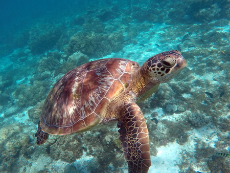 Green sea turtle above the coral reef and sea bottom. Sea turtle face closeup. Green turtle swimming in the sea. Exotic animal underwater. Blue lagoon wild life. Philippines snorkeling spot - Apoの写真素材