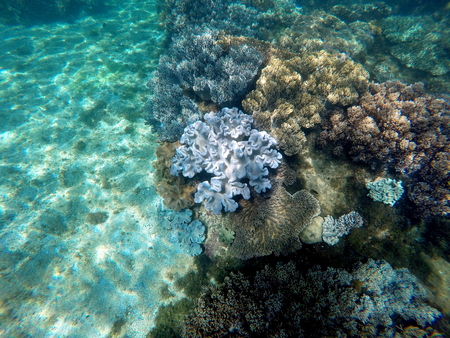 Snorkeling near tropical island - underwater view with sea bottom sand and coral reef. Philippines exotic nature underwater. Marine landscape with sea plants. Banner or card template with text place.の写真素材