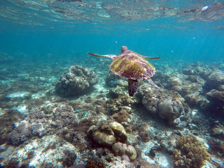 Green sea turtle above the coral reef and sea bottom. Swimming sea turtle closeup. Green turtle swimming in the sea. Exotic animal underwater. Blue lagoon wild life. Philippines snorkeling spot - Apoの写真素材