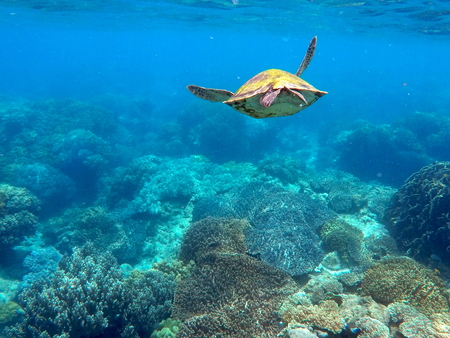 Green sea turtle above the coral reef and sea bottom. Lovely sea turtle closeup. Green turtle swimming in the sea. Snorkeling with turtle. Philippines snorkeling spot - Apo island. Tropical sea lifeの写真素材