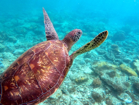 Green sea turtle above the coral reef and sea bottom. Sea turtle closeup. Green turtle swimming in turquoise sea. Exotic animal underwater. Blue lagoon wild life. Philippines snorkeling spot - Apoの写真素材