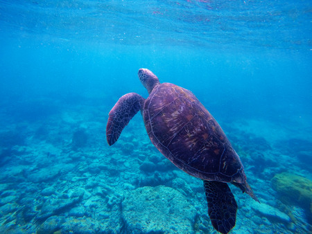Sea turtle in blue water. Green sea turtle diving in coral reef. Sea tortoise. Green turtle swims in sea. Snorkeling with turtle in lagoon. Aquatic image of active holiday with text placeの写真素材