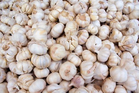 Bunch of garlic on the market. Fresh garlic harvested from the garden for sale. Vitamin healthy food spice image. Cooking ingredient picture. Pile of white garlic heads. Natural flu medicine healerの写真素材