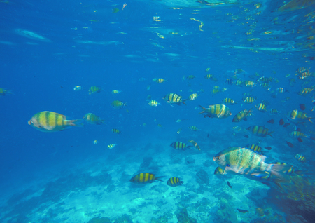 Underwater landscape with coral fishes. School of dascillus fish. Yellow and black striped coral fish. Clean blue sea water by the coral reef. Oceanic ecosystem. Underwater photography for wallpaperの写真素材