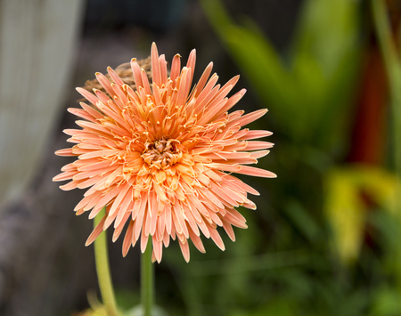 Orange flower chrysanthemum in flowerbed. Blooming plant in tropic garden. Exotic flower blossom. Small orange petals circle. Closeup botanical photo or card template. Flower in grassの写真素材
