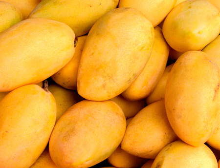 Yellow mango background or wallpaper. Bunch of tropical fruits. Oval yellow mango pile. Sweet dessert or vegetarian food. Exotic mango horizontal image. Fresh ripe exotic mango stack. Raw juicy fruitの写真素材