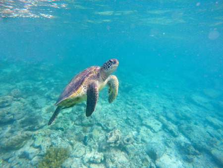 Sea turtle in blue water. Green sea turtle diving in coral reef. Sea tortoise. Green turtle swims in sea. Snorkeling with turtle in lagoon. Underwater image for banner template or poster with text placeの写真素材