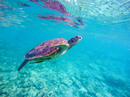 Sea turtle in blue water. Big sea turtle diving in coral reef. Sea tortoise. Green turtle swims in sea. Snorkeling with turtle in lagoon. Aquatic photo for banner template or poster with text placeの写真素材