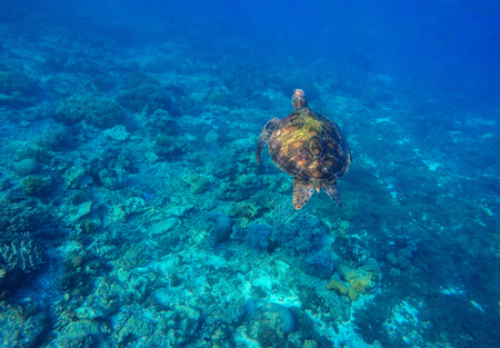 Sea turtle in blue water. Green sea turtle diving in coral reef. Sea tortoise. Green turtle swims in sea. Snorkeling with turtle in lagoon. Aquatic image of summer travel activity with text placeの写真素材