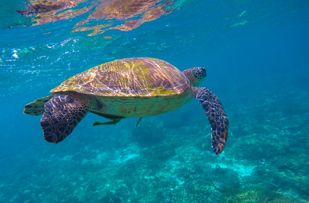 Sea turtle in blue water. Green sea turtle near sea bottom. Sea turtle closeup. Green tortoise swimming. Snorkeling with turtle photo. Nature image for banner template or poster with text placeの写真素材