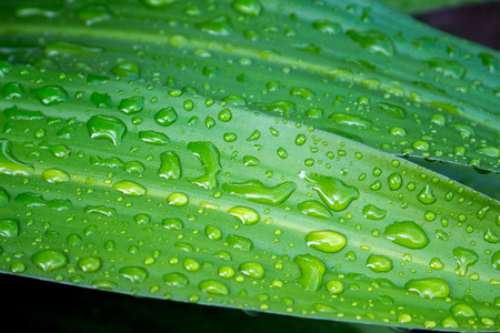 Leaf in the rain. Tropical plant leaf macro photo. Green leaf with water drops closeup. After the tropical rain. Fresh natural image for wallpaper, background, card or banner template. Clean ecologyの写真素材